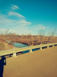 Bare trees along river