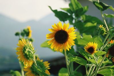 Close-up of yellow flowering plant