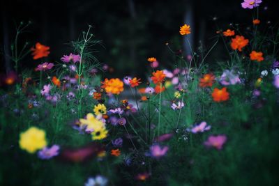 Close-up of flowers blooming in field