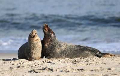 Close-up of sea lion on beach