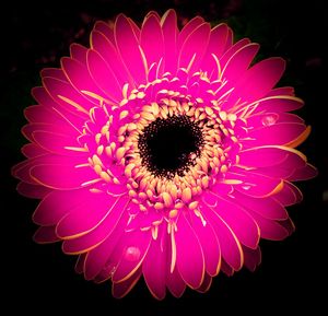 Close-up of flower over black background