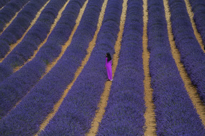 High angle view of woman standing amidst flowering plants on field