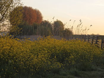 Yellow flowers growing in field