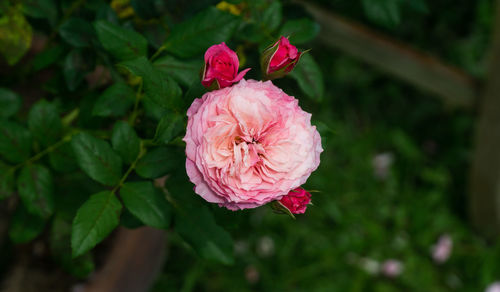 Close-up of pink rose