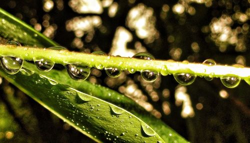 Close-up of water drops on leaf