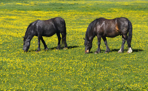 Horses grazing in a field