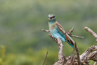 European roller on a branch