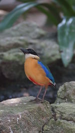 Close-up of bird perching on rock