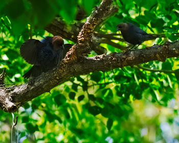 Low angle view of bird perching on branch