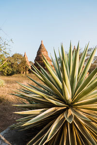 Close-up of plants with pagodas of bagan in the background.