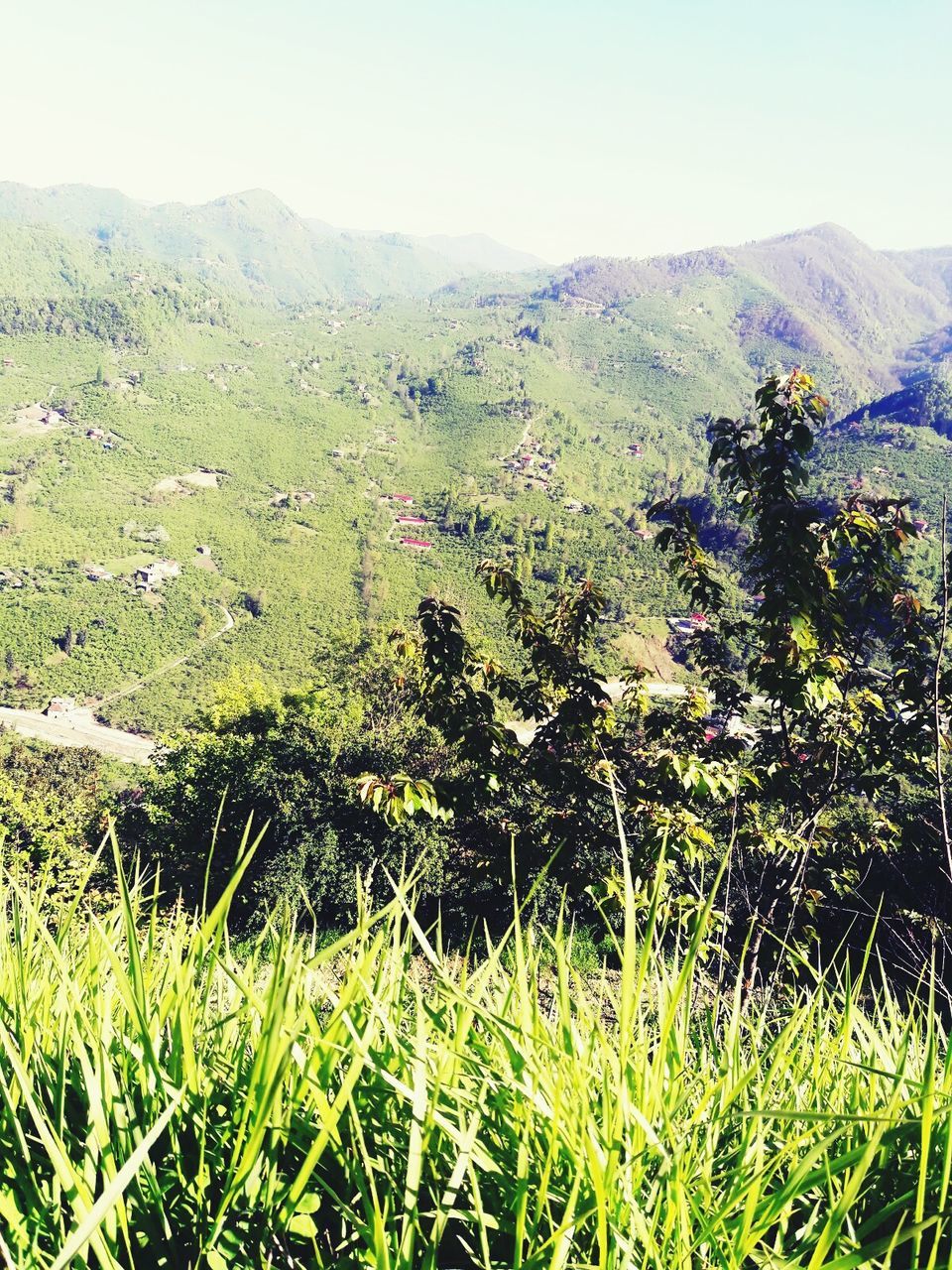 growth, nature, green color, beauty in nature, no people, tree, plant, outdoors, day, low angle view, sky, scenics, close-up, freshness