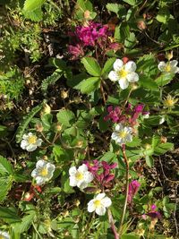 High angle view of flowers blooming outdoors