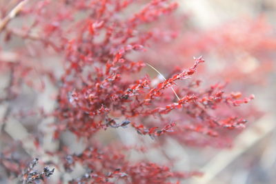 Close-up of cherry blossom