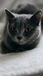 Close-up portrait of a cat