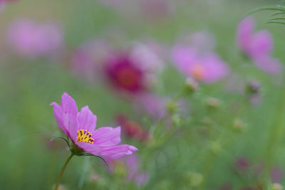 Close-up of pink flower