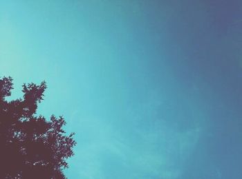 Low angle view of tree against blue sky