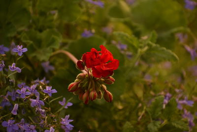 Close-up of red flowering plant on field