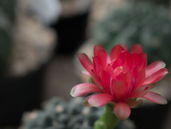 Close-up of pink flower blooming outdoors