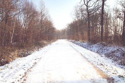 Road passing through forest
