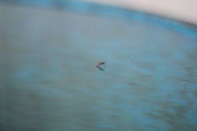 High angle view of insect flying over sea