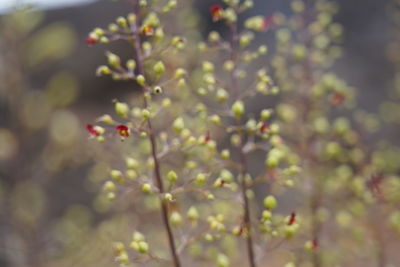 Close-up of flowering plant