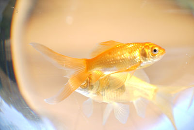 Close-up of fish swimming in sea