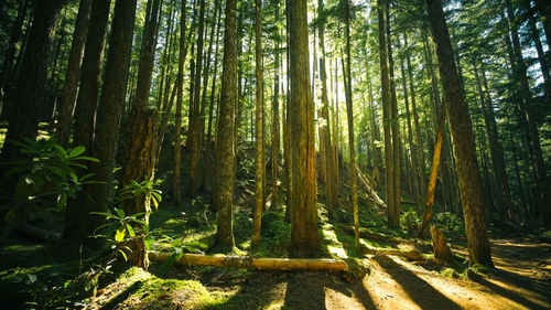 Trees in forest