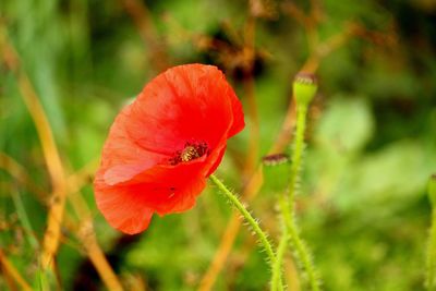 Close-up of red poppy flower