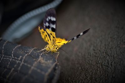 Close-up of butterfly