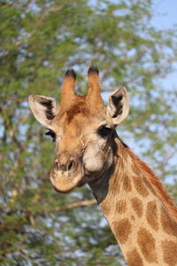 Close-up portrait of giraffe against trees