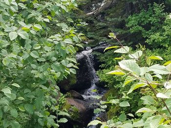 Plants growing in forest