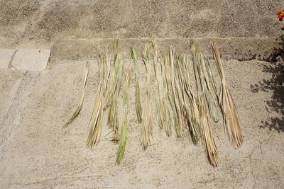 High angle view of plants growing on field