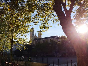 Sun shining through trees