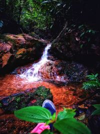 Scenic view of waterfall in forest