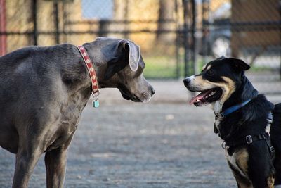 Close-up of dogs