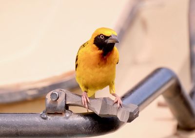 Close-up of bird perching on metal