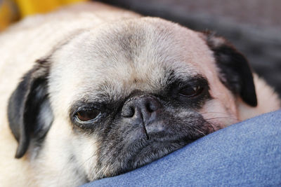 Pug lying tired on blue pillow