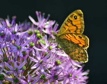 Close-up of butterfly on flower