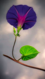 Close-up of purple flowering plant