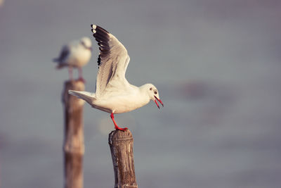 Close-up of bird perching on wooden post