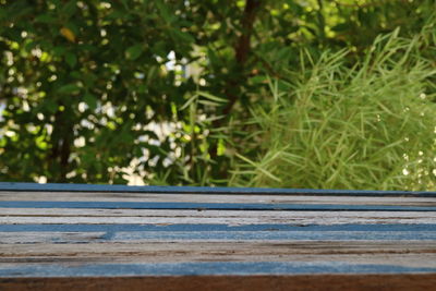 Close-up of plants growing on road