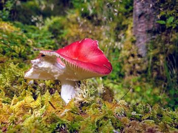 Close-up of red mushroom growing on plant
