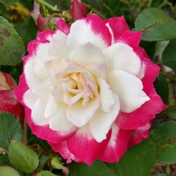 Close-up of pink rose