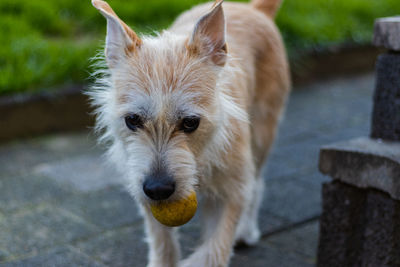 High angle portrait of dog sticking out tongue outdoors