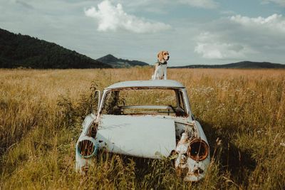 Dog sitting on abandoned car against sky