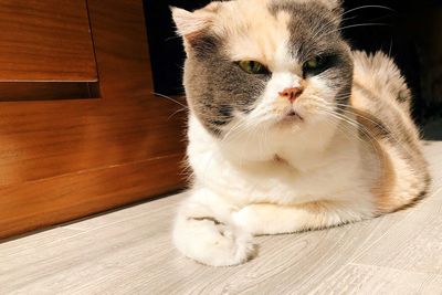 Close-up of a cat looking away