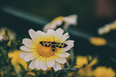 Close-up of insect on yellow flower