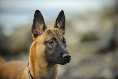 Close-up of malinois dog on field