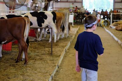 Rear view of boy standing at animal pen