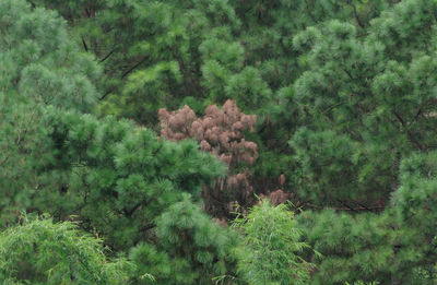 High angle view of trees